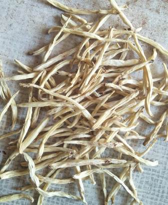 Organic chlorophytum borivilianum